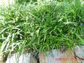 Monkey Grass Plants - 25 Bare Roots - Liriope Muscari Ground Cover for Shade & Sun - Low Maintenance Perennial