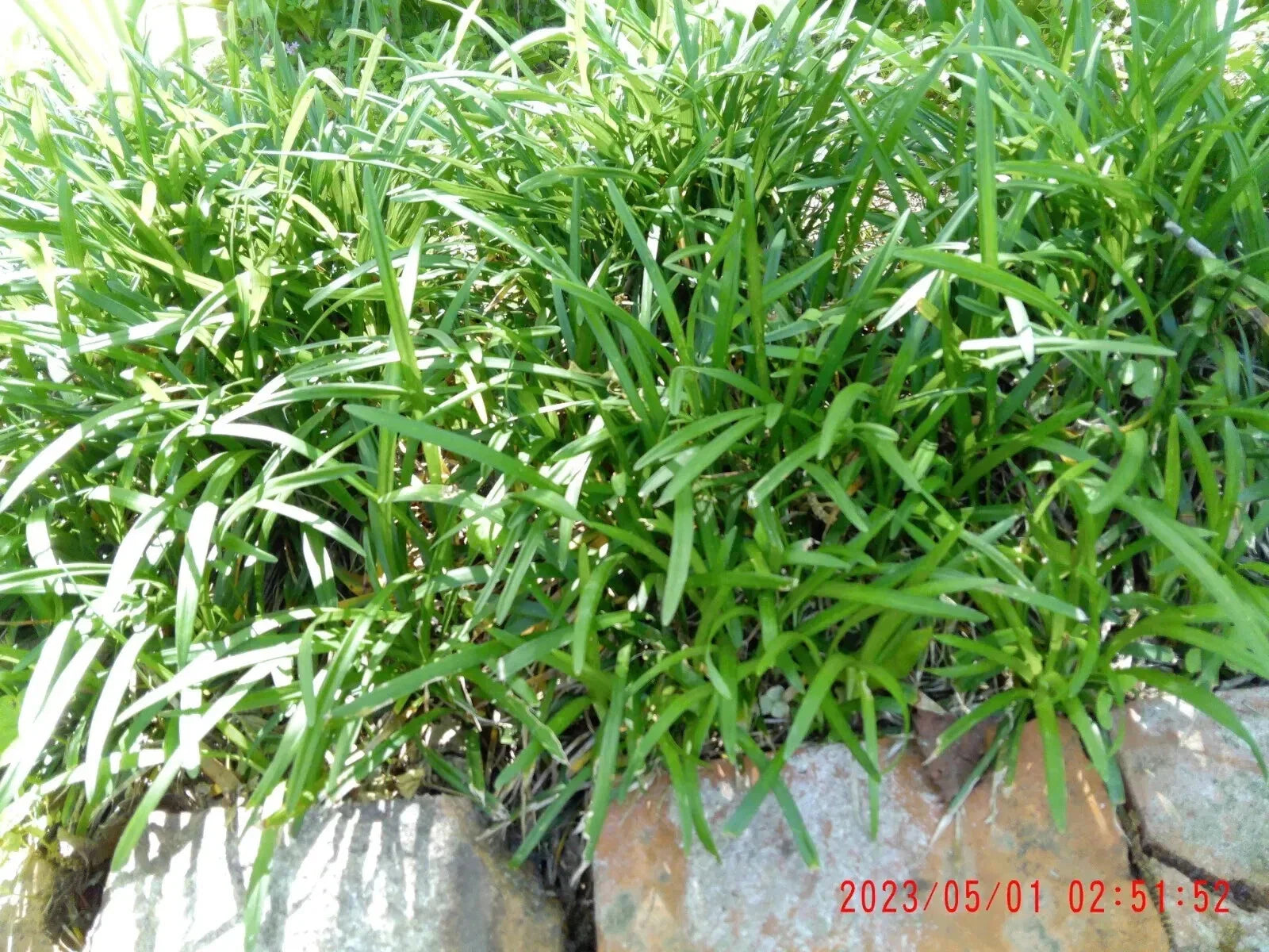 Monkey Grass Plants - 25 Bare Roots - Liriope Muscari Ground Cover for Shade & Sun - Low Maintenance Perennial