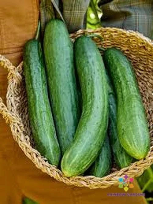Sweet Success Cucumber Seeds - Heirloom, Non-GMO, Vining, Cucumis sativus, 25+ Seeds for Garden, Salad & Pickling