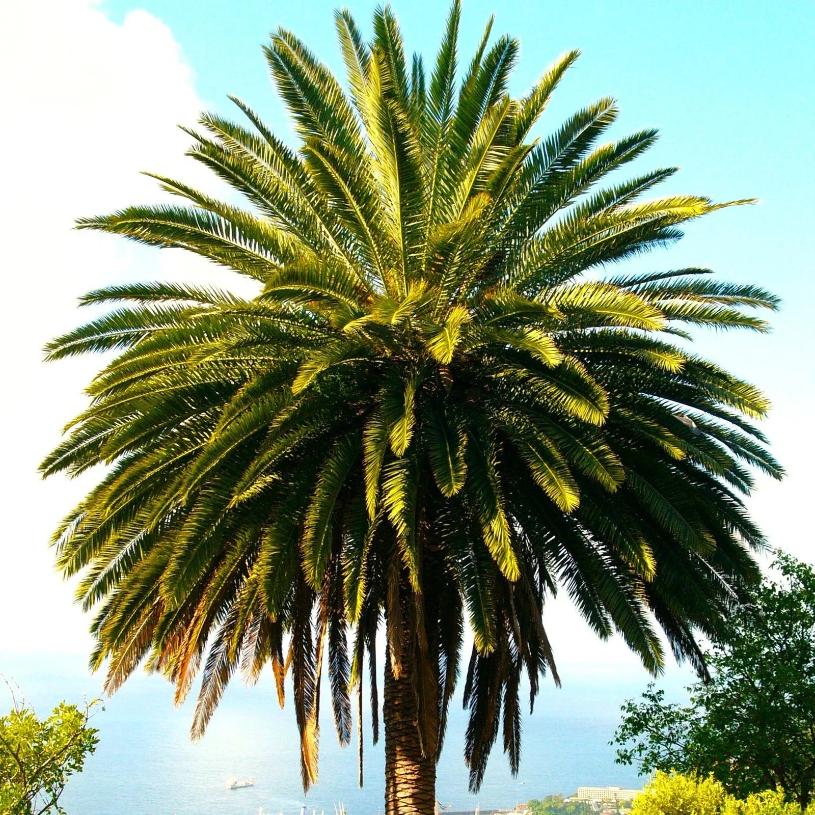 Canary Island Date Palm Seeds - Phoenix Canariensis for Tropical Landscaping, Garden, or Container Planting