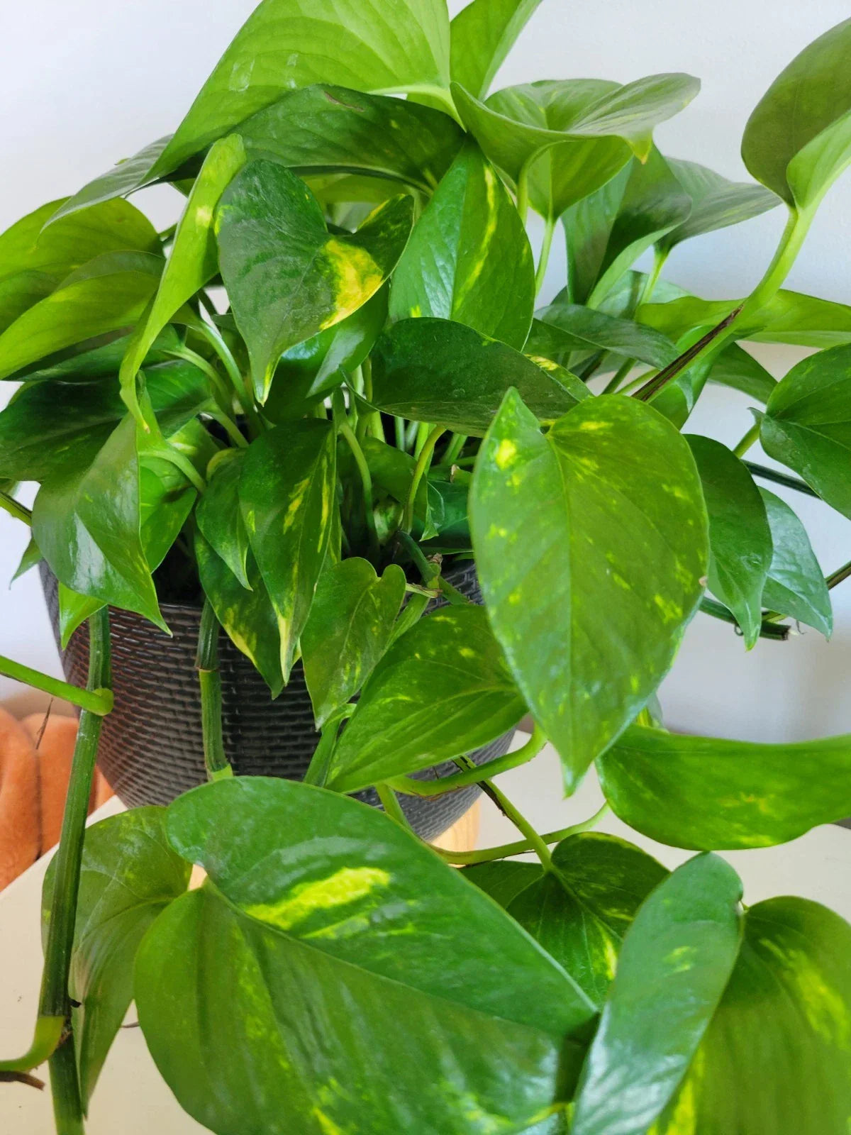 Pothos Hawaiian Cuttings - 3 Unrooted Epipremnum aureum Houseplant for Indoor Gardening