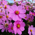 Cosmos Seeds - 200 Non-GMO Heirloom Pink Flowers - Cosmos bipinnatus 'Radiance' for Garden, Borders, Cut Flowers