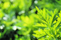 Mugwort Herb Seeds 100 Pack - Artemisia vulgaris Organic Culinary Medicinal Perennial