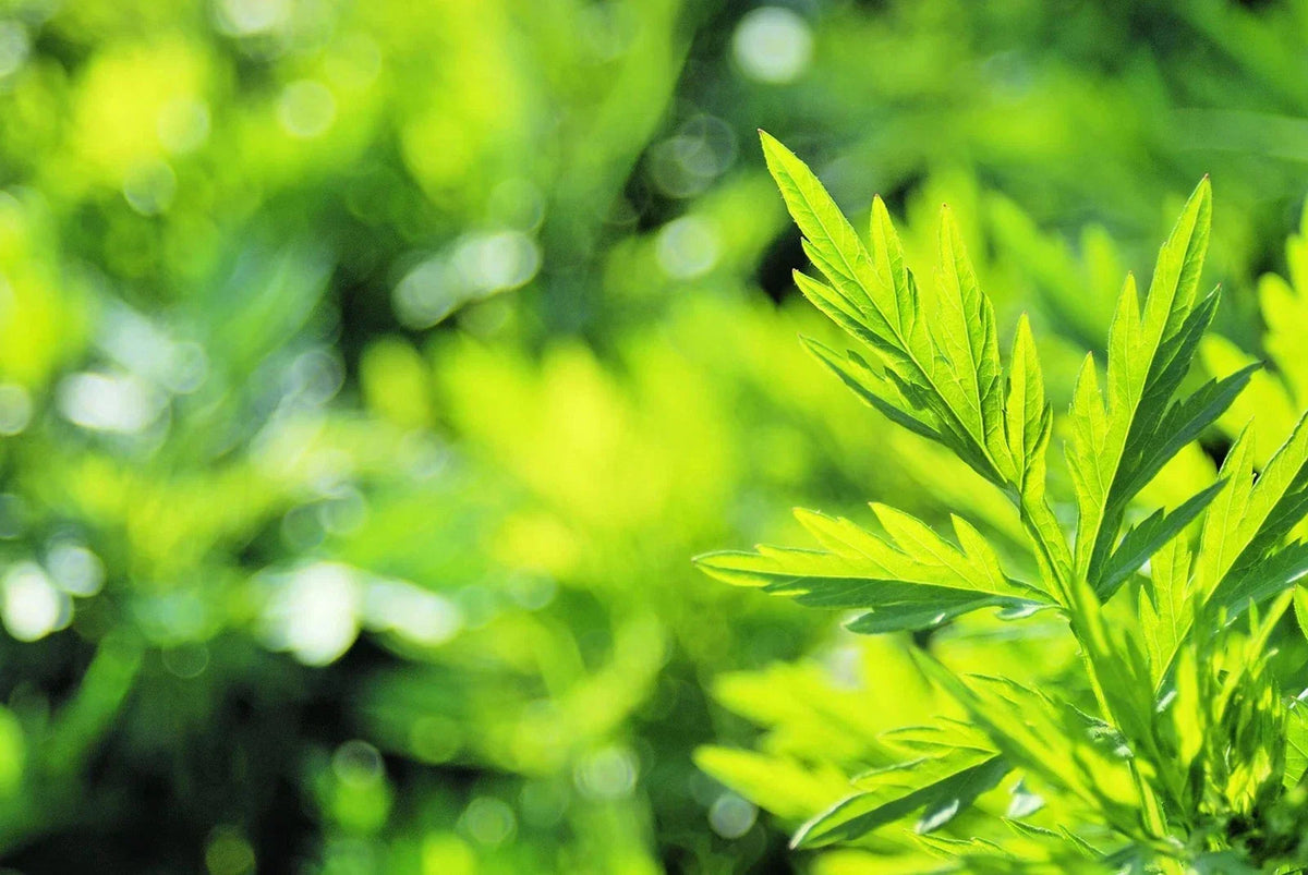 Mugwort Herb Seeds 100 Pack - Artemisia vulgaris Organic Culinary Medicinal Perennial