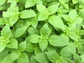Lemon Basil Seeds 500+ Organic Heirloom Non-GMO Ocimum Basilicum Herb for Culinary Gardens
