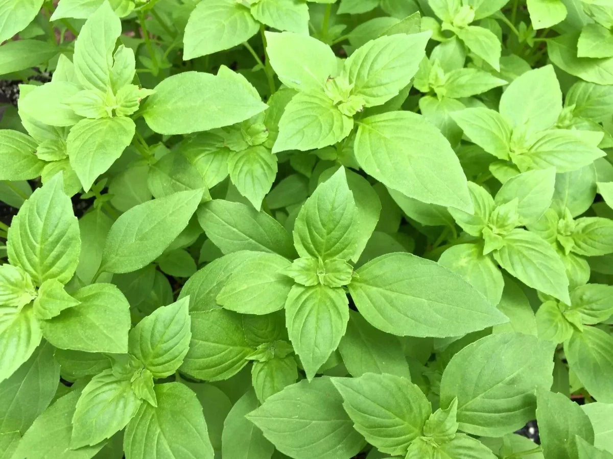 Lemon Basil Seeds 500+ Organic Heirloom Non-GMO Ocimum Basilicum Herb for Culinary Gardens