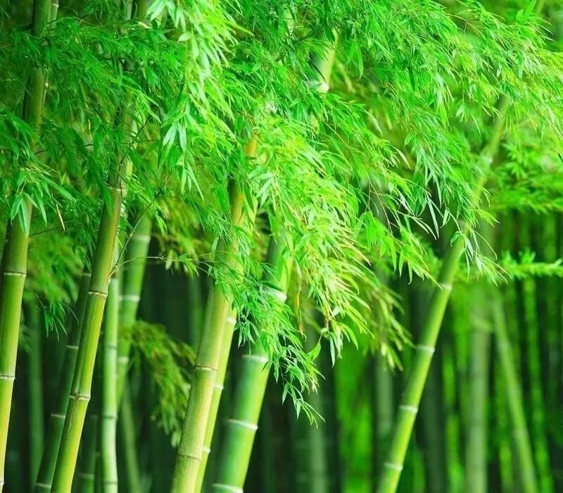 Giant Timber Bamboo Seeds 100 Pack | Exotic Fast Growing Bambusa oldhamii for Landscaping & Privacy