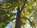 Sycamore Tree Bare Root Plant 18+ Inches Platanus occidentalis Large Shade Tree
