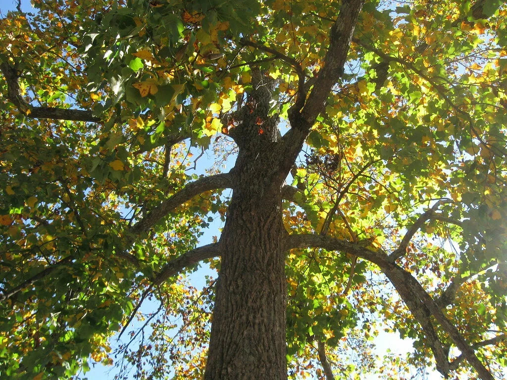 Sycamore Tree Bare Root Plant 18+ Inches Platanus occidentalis Large Shade Tree