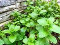 Mint Seeds - 500 Count, Culinary Herb, Mentha spp., Fresh, USA Grown, 2024 Harvest