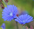 Blue Chicory Seeds – Non-GMO Organic Flower & Edible Seeds – Cichorium intybus, 300+ Seeds for Garden & Culinary Use