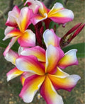 Rooted Candy Stripe Plumeria Plant Cutting 16" with 2 Tips - Plumeria rubra