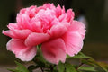 Peony Seeds 10 Pack, Herbaceous Perennial, Paeonia spp., Fragrant Blooms, Garden Flower, USA Seller, Free Shipping