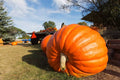 Pumpkin Seeds for Planting, Atlantic Giant Variety, 10 Seeds, Cucurbita maxima, World Record Size