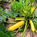 Heirloom Organic Golden Zucchini Seeds - 25 Fresh Cucurbita pepo Vegetable Garden Starter, Non-GMO, Full Sun, Bush-Type