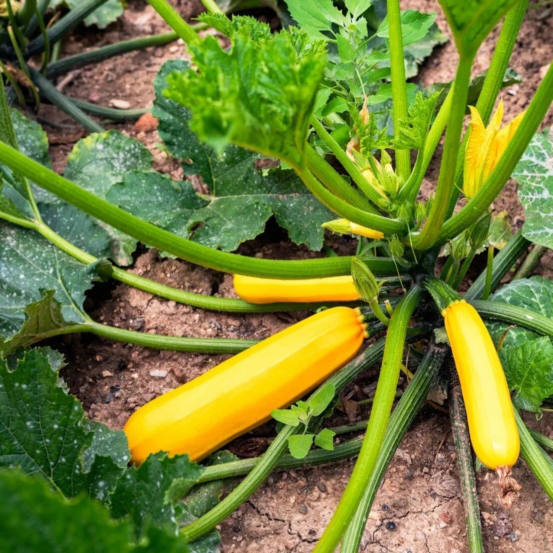 Heirloom Organic Golden Zucchini Seeds - 25 Fresh Cucurbita pepo Vegetable Garden Starter, Non-GMO, Full Sun, Bush-Type