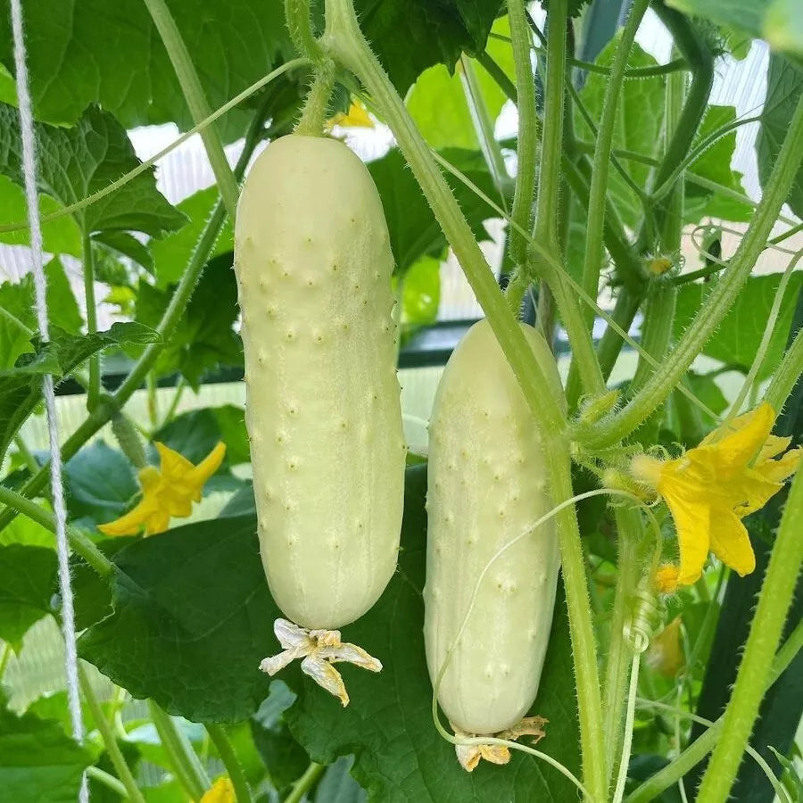 White Wonder Cucumber Seeds - Heirloom Organic Non-GMO Cucumis sativus, Rare White Cucumber Seeds for Salad, Pickling & Home Garden
