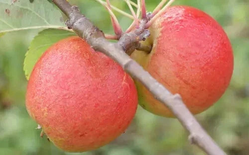 Lord Lambourne Apple Seeds - Malus domestica - Non-GMO, Garden Planting, 25+ Seeds for Home Orchard
