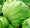 Iceberg Batavian Lettuce Seeds 1200+ Non-GMO Lactuca sativa Organic Gardening