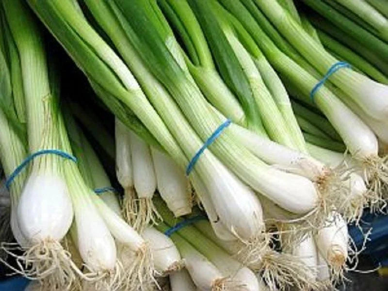 Tokyo Long White Onion Seeds - Bunching Scallions, Allium fistulosum, 200+ Seeds, Vegetable Garden, Non-GMO, Free Shipping USA