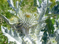 Silver Thistle Seeds - 200+ Pack for Garden Planting, Native Cirsium arvense, Attracts Pollinators, Easy to Grow, Summer Blooms