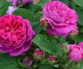 Scarlet Rose Bush Seeds - 100 Heirloom Seeds for Summer Blooming Flowers, Rosa spp.