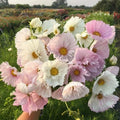 Cupcake Blush Cosmos Seeds - 200+ Pack, Colorful Annual Flower Seeds, Cosmos bipinnatus for Garden Beds & Borders