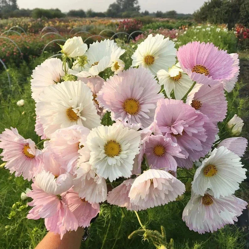 Cupcake Blush Cosmos Seeds - 200+ Pack, Colorful Annual Flower Seeds, Cosmos bipinnatus for Garden Beds & Borders