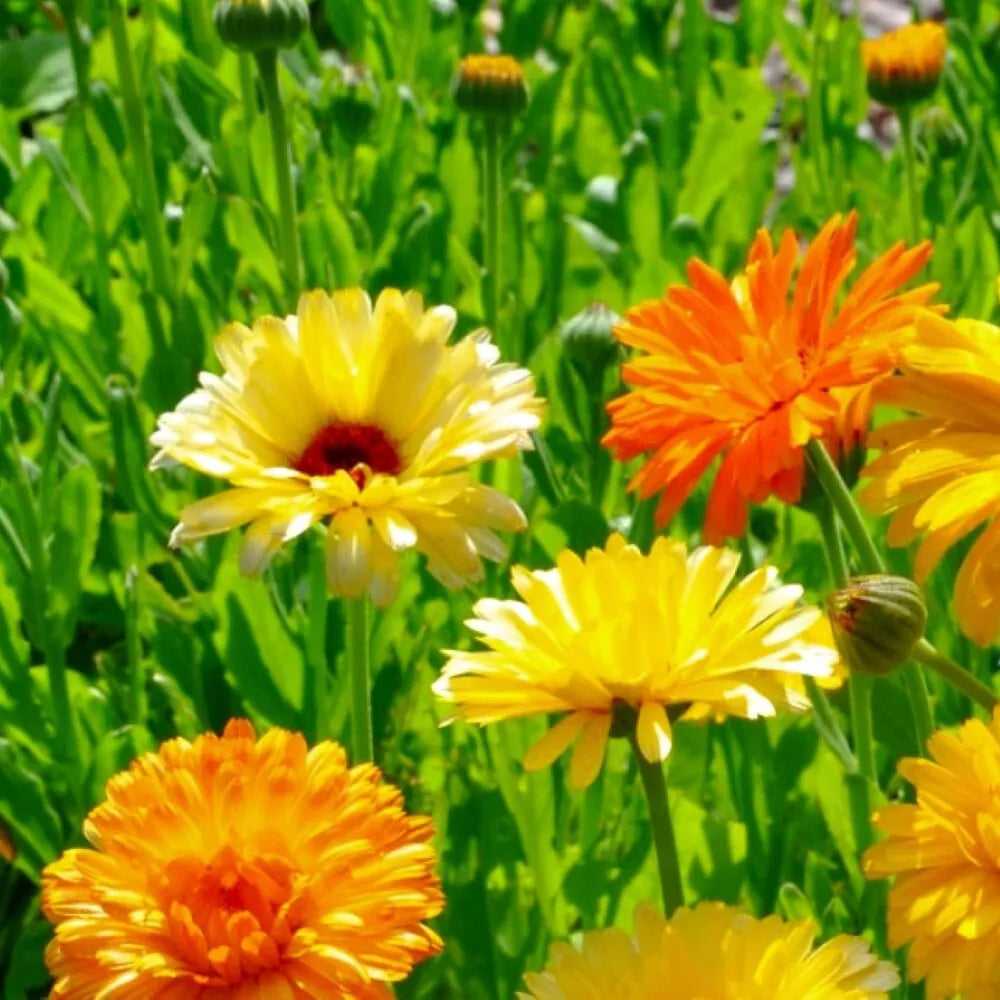 Calendula Seeds | Pacific Beauty Mix | Heirloom Flower Seeds | Calendula officinalis for Borders & Containers