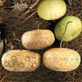Corsican Gourd Seeds - Ornamental Gourds for Crafting & Decor - Cucurbita pepo, Vining, Hard-Shelled, 20 Seeds Pack