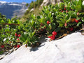 Bearberry Seeds for Planting - 15 Seeds, Ground Cover, Red Berries, Arctostaphylos uva-ursi