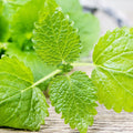 Lemon Balm Seeds 1000+ Non-GMO Heirloom Melissa officinalis for Herb Garden, Edible Landscaping, Aromatic Plants