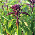 Thai Basil Seeds Pack – 25 Non-GMO Seeds for Aromatic Herb, Sweet Flavor, Ocimum basilicum var. Thai, Easy to Grow