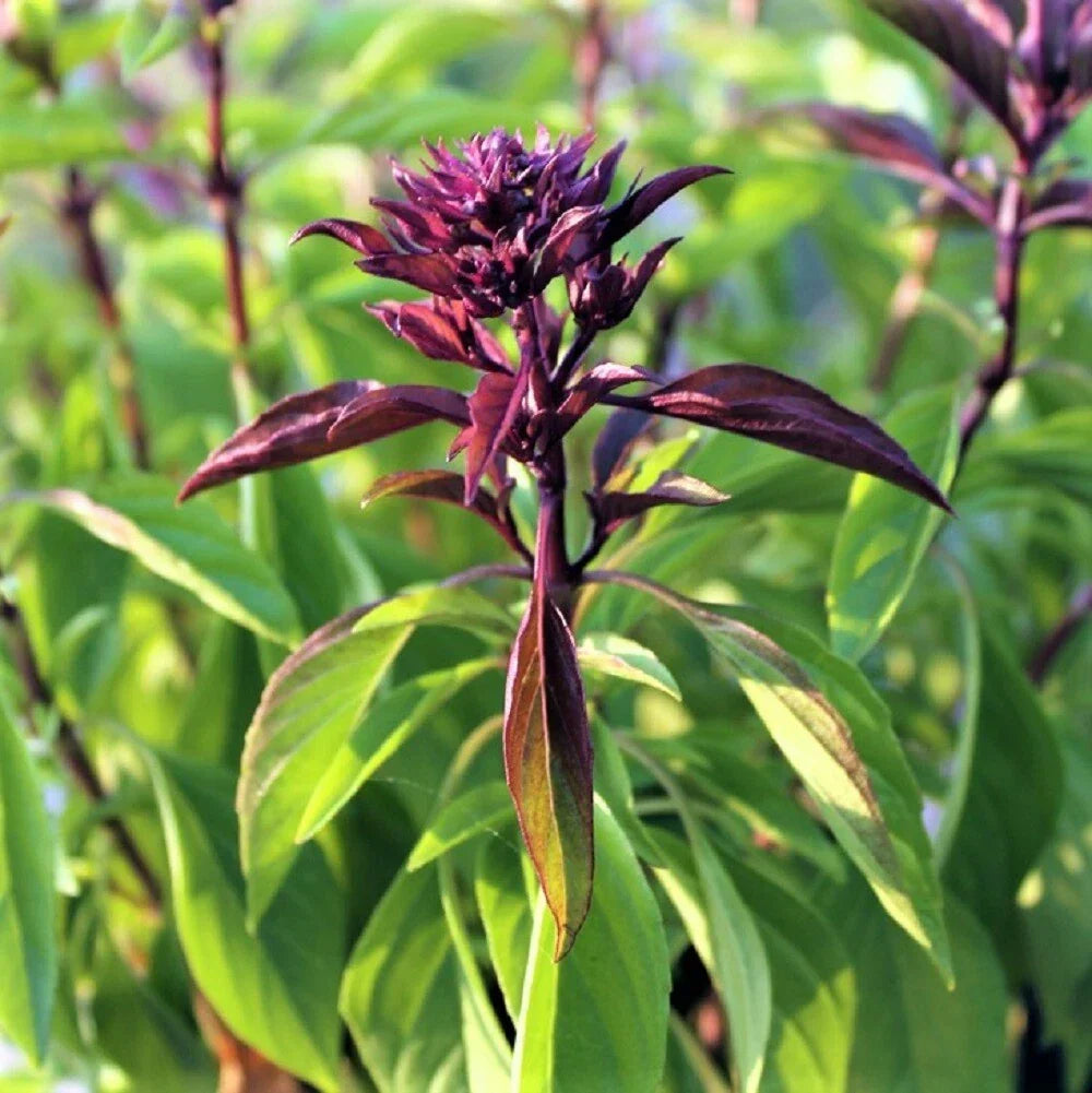 Thai Basil Seeds Pack – 25 Non-GMO Seeds for Aromatic Herb, Sweet Flavor, Ocimum basilicum var. Thai, Easy to Grow