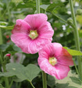 Hollyhock Flower Seeds - 35+ Heirloom Alcea Rosea Perennial Garden Seeds for Full Sun, USA Grown