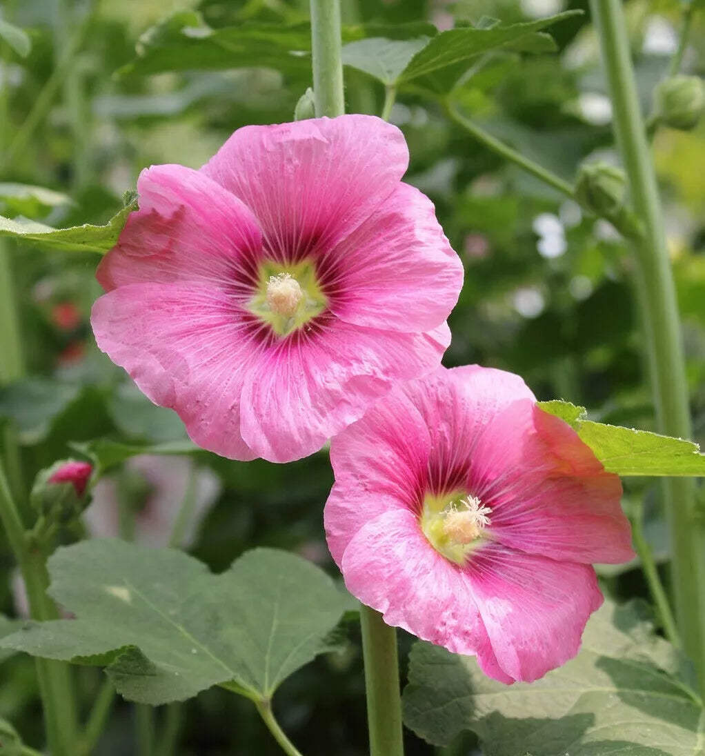 Hollyhock Flower Seeds - 35+ Heirloom Alcea Rosea Perennial Garden Seeds for Full Sun, USA Grown