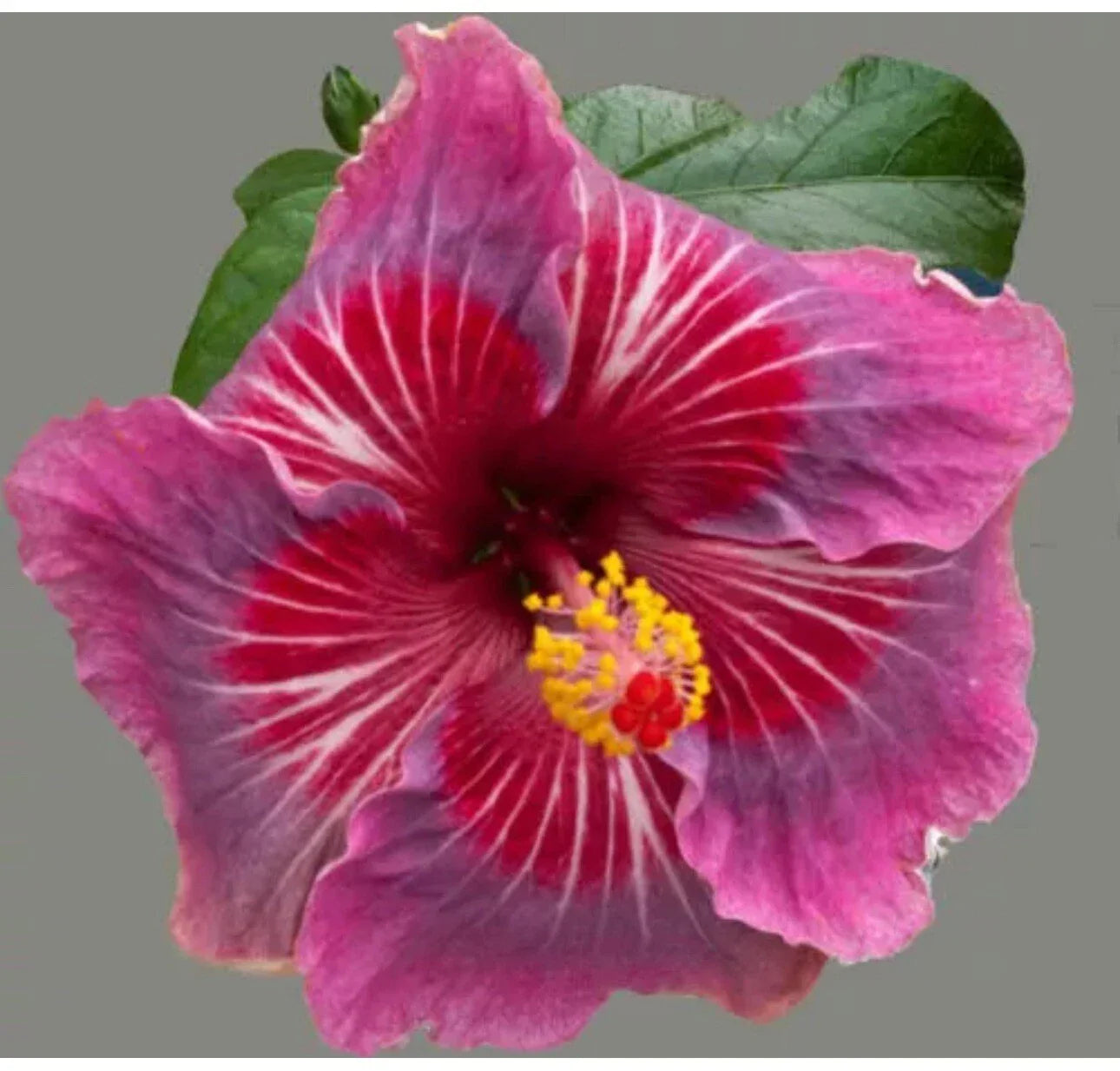 Tropical Hibiscus Starter Plant - Small Rooted Exotic Hibiscus rosa-sinensis in 4-inch Pot