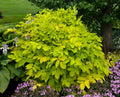 Aralia ‘Sun King’ Live Starter Plant – Japanese Spikenard, Shade-Loving, Yellow-Green Foliage, Low-Light Indoor or Garden Plant
