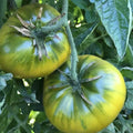 Green Cherokee Tomato Seeds 50 Count Heirloom Non-GMO Indeterminate Solanum lycopersicum Vegetable