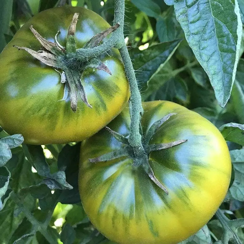 Green Cherokee Tomato Seeds 50 Count Heirloom Non-GMO Indeterminate Solanum lycopersicum Vegetable