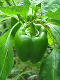 California Wonder Pepper Seeds - 300 Pack, Capsicum annuum, Sweet Bell Peppers for Home Gardening & Vegetable Gardens