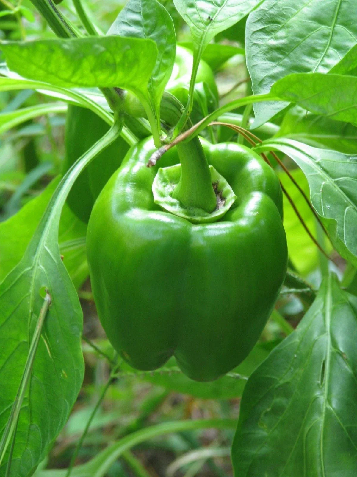 California Wonder Pepper Seeds - 300 Pack, Capsicum annuum, Sweet Bell Peppers for Home Gardening & Vegetable Gardens