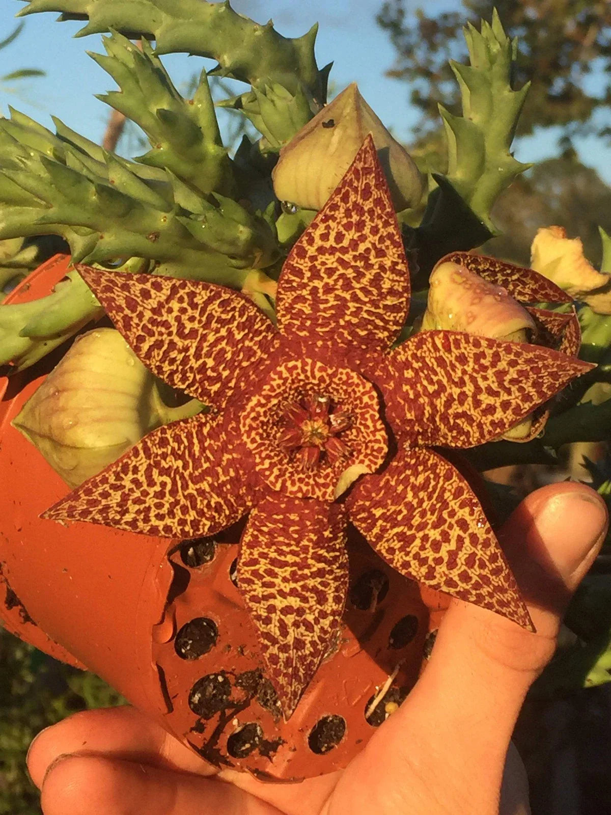 Orbea Lepida 3.5" Potted Plant - Stapelia Lepida Succulent for Indoor & Outdoor