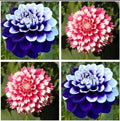 Dahlias Seeds 20pcs - Varying Colors Perennial Flowers - Dahlia pinnata Garden Planting Pack