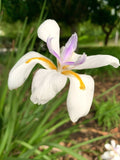 African Iris Seeds, 30 Pack, Fortnight Lily, Dietes Iridioides, Evergreen Perennial, USA Grown, 2025 Harvest