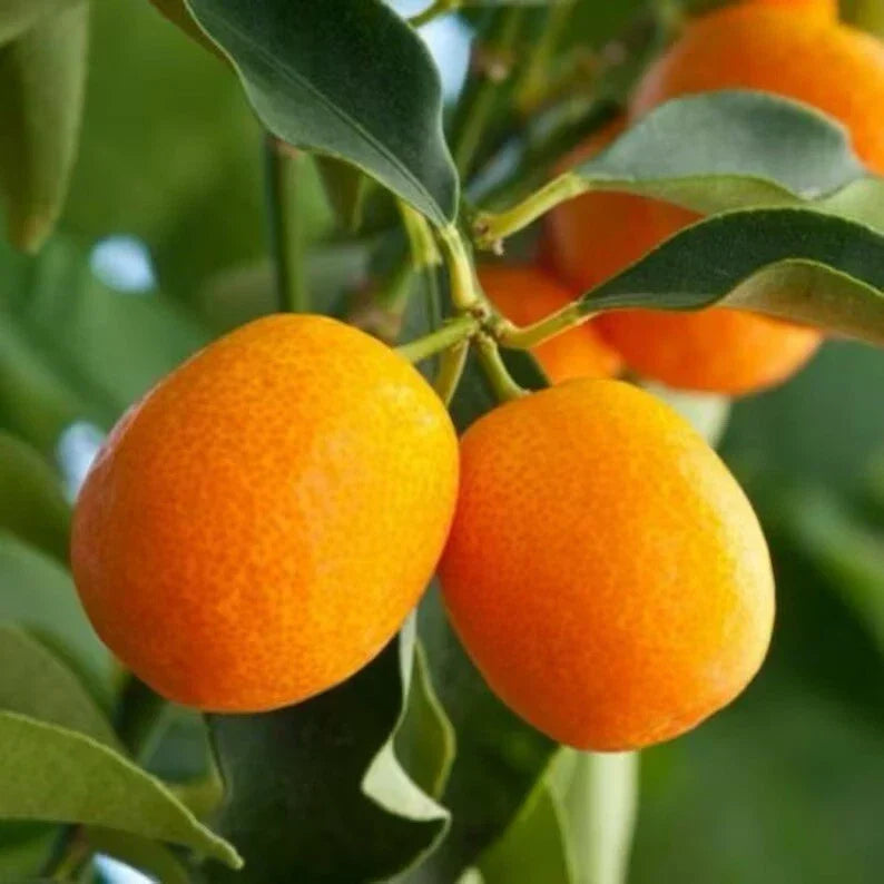 Sweet Meiwa Kumquat Citrus Tree Seedling 4-Inch Pot Fortunella crassifolia Indoor Outdoor Garden