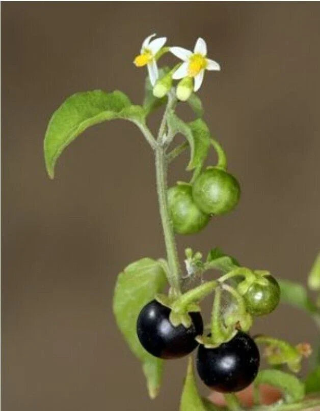 American Nightshade Seeds – 100+ Organic Solanum nigrum, ptychanthum, Americanum Seeds for Garden, Indoor & Container Planting