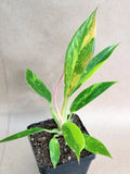 Rare Philodendron Ring of Fire Live Plant in 4” Pot – Variegated Tropical Aroid, Indoor Plant, Houseplant, Easy Care, Exotic Greenery