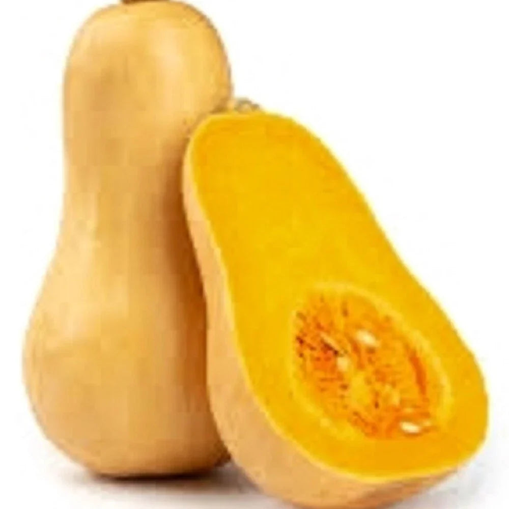 Butternut Winter Squash Seeds Non-GMO Organic Cucurbita moschata Heirloom Vegetable Seeds