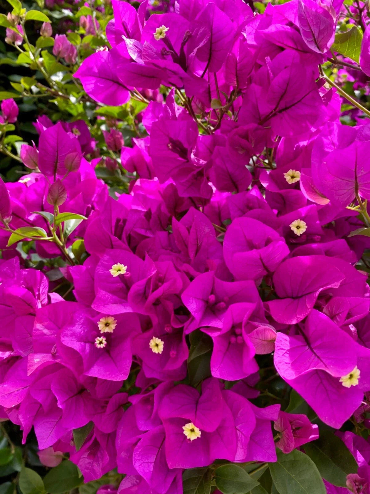 Bougainvillea Fuchsia Cuttings - 4 Pieces for Planting, Bougainvillea glabra, Vibrant Blooms, Climbing or Bushy Growth